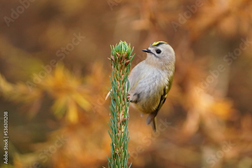 A cute goldcrest sitting on the spruce twig. Regulus regulus