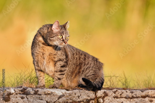 A beautiful tabby cat sits on the stone wall © Monikasurzin
