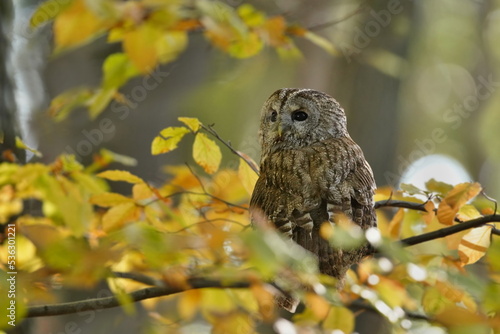 tawny owl sitting on the beech branch in autumn forest. Strix aluco. Wildlife scene from european nature. photo