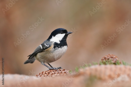 Portrait of a cute cosl tit. Tit sitting on spruce cones. Periparus ater