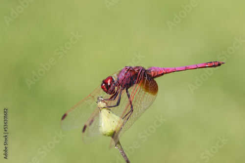 Image of a dragonfly (Trithemis aurora) on nature background. Insect Animal with copy space