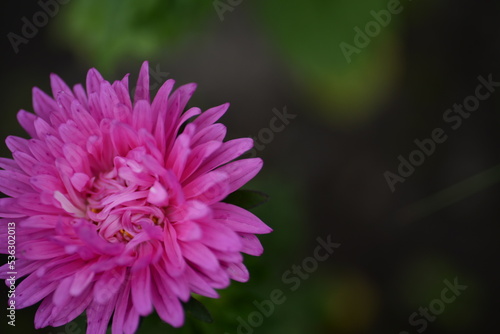 pink aster flower close-up  part of aster flower  school autumn flowers on green background  natural texture  photo from above  web banner  web card  aster flower close-up  thin petals close-up