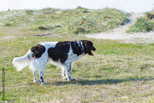 Kleiner Münsterländer in den Günen an der Nordsee