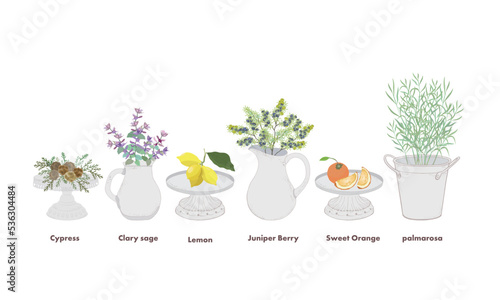 ピッチャーに入った芳香植物No2芳香植物・サイプレス・クラリセージ・レモン・ジュニパー・オレンジ・パルマローザ