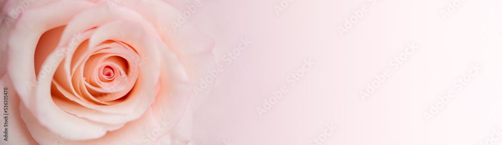 Nature of rose flower in garden using as background cover page natural flora valentine's day wallpaper Nature of rose flower in garden using as background cover page natural flora valentine's day wallpaper