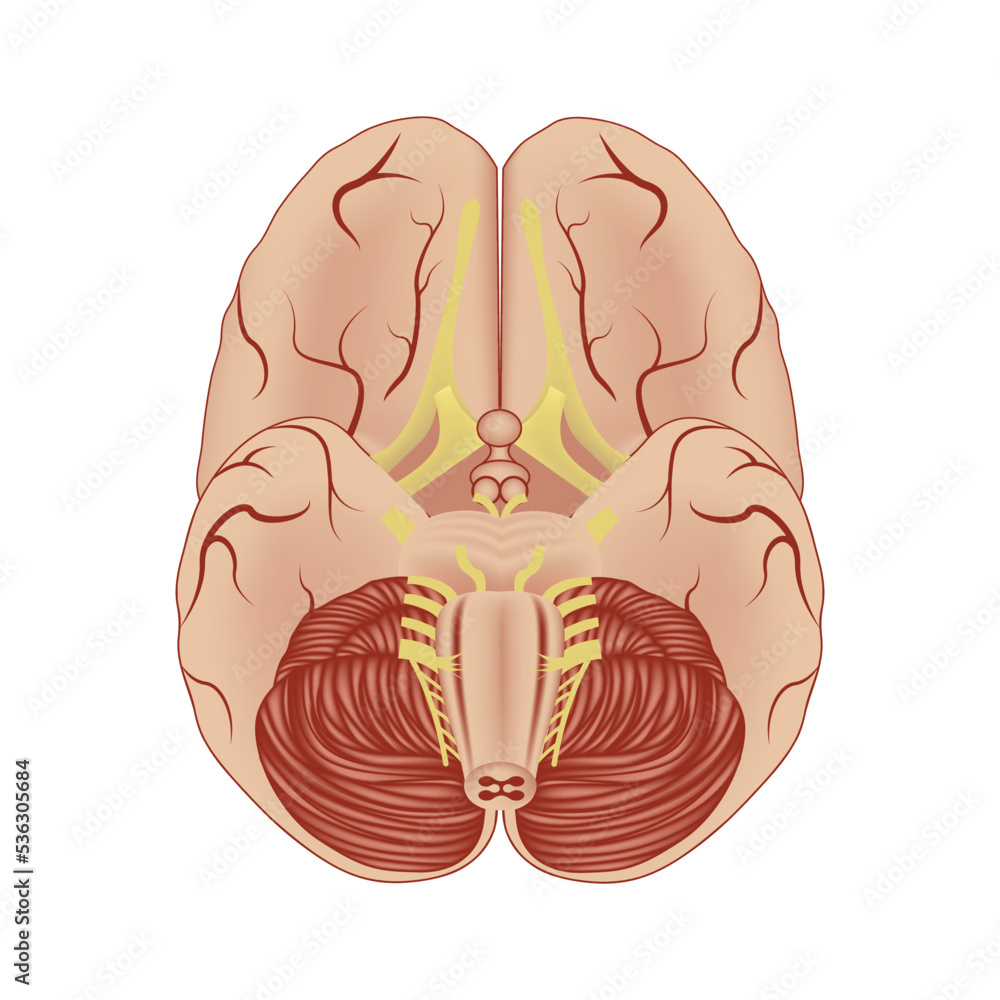 The structure of the human brain, projection from below. Medical poster ...