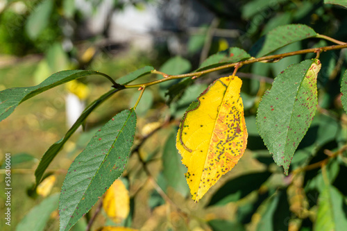 Cherry leaf spot caused by Blumeriella jaapii fungus. Yellow leaf foliar disease Coccomycosis of cherry and plum trees. Brown spots on the leaves. photo