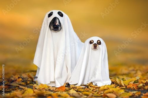 Canvas Print two dogs in ghost costumes posing for Halloween outdoors in fallen autumn leaves