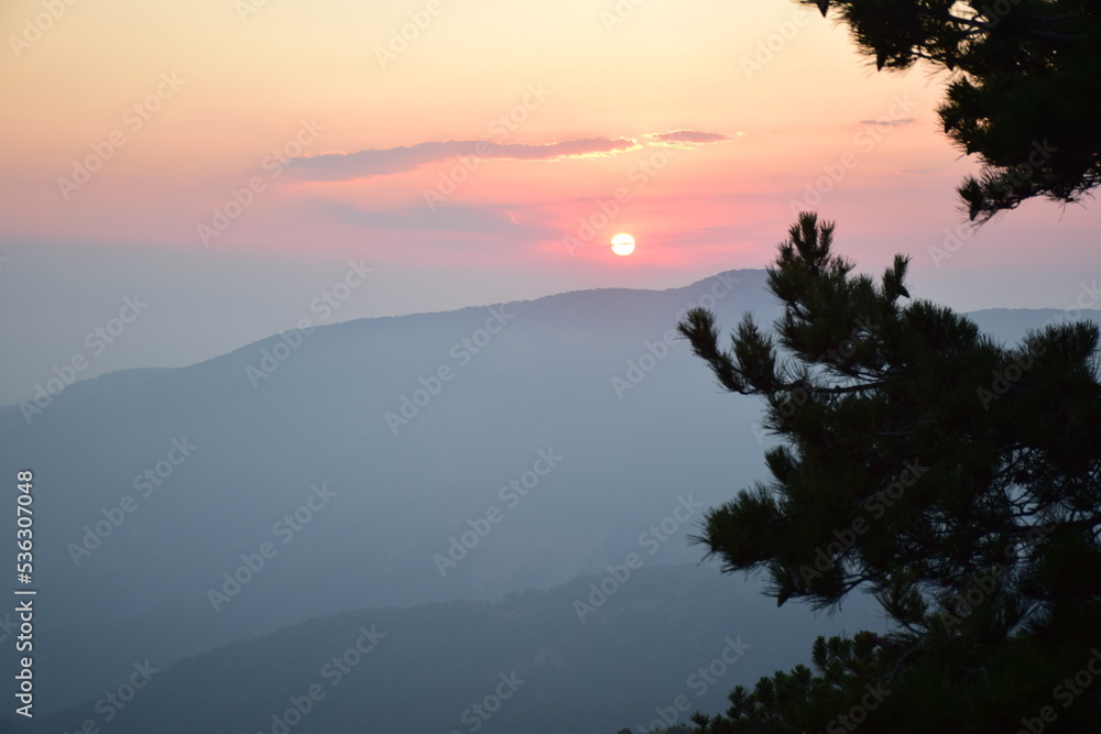 Naklejka premium Sunset in forest 