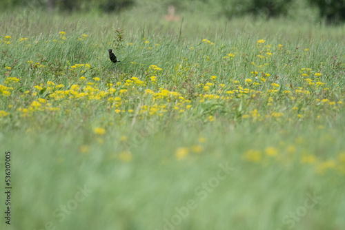 Tiny Bobolink out in a flowering field during spring in NY