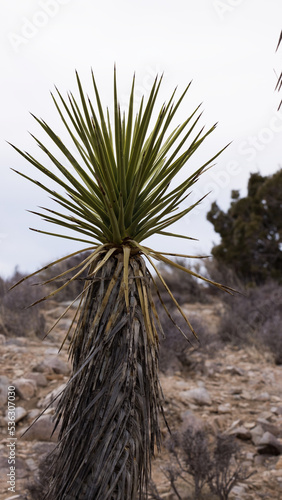Yucca Plant growing in the desert