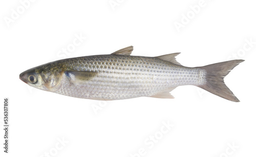 Fesh raw grey mullet fish isolated on white 