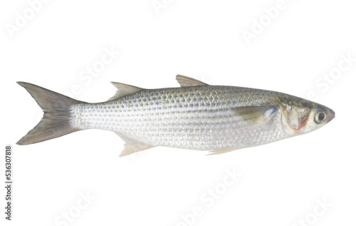 Whole fresh raw grey mullet fish isolated on white background