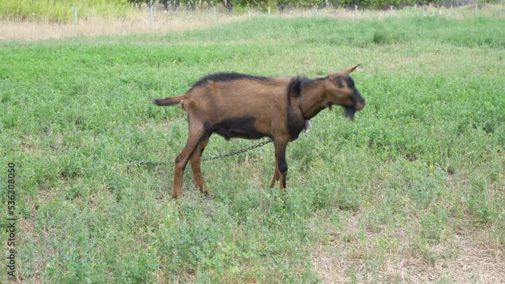 brown goat captive and chained in the farm brown goat captive and chained in the farm