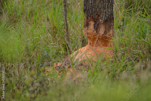 WILDLIFE - Tree gnawed by beavers