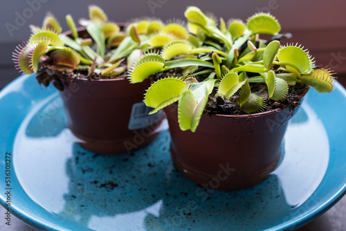 decorative venus flytrap in a pot with moist soil filled with water photo