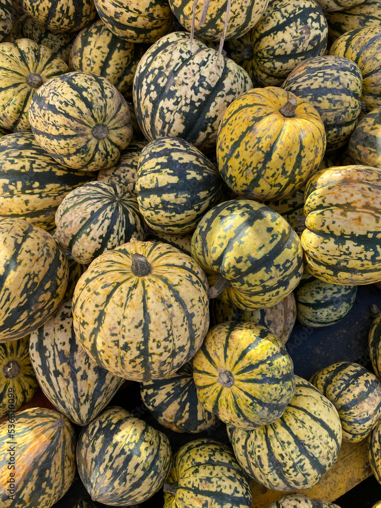 Pile of freshly picked striped yellow green pumpkins on a farm, harvest season