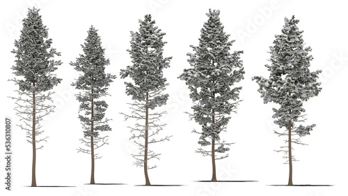 needle tree conifer pine tree winter snow 1 photo