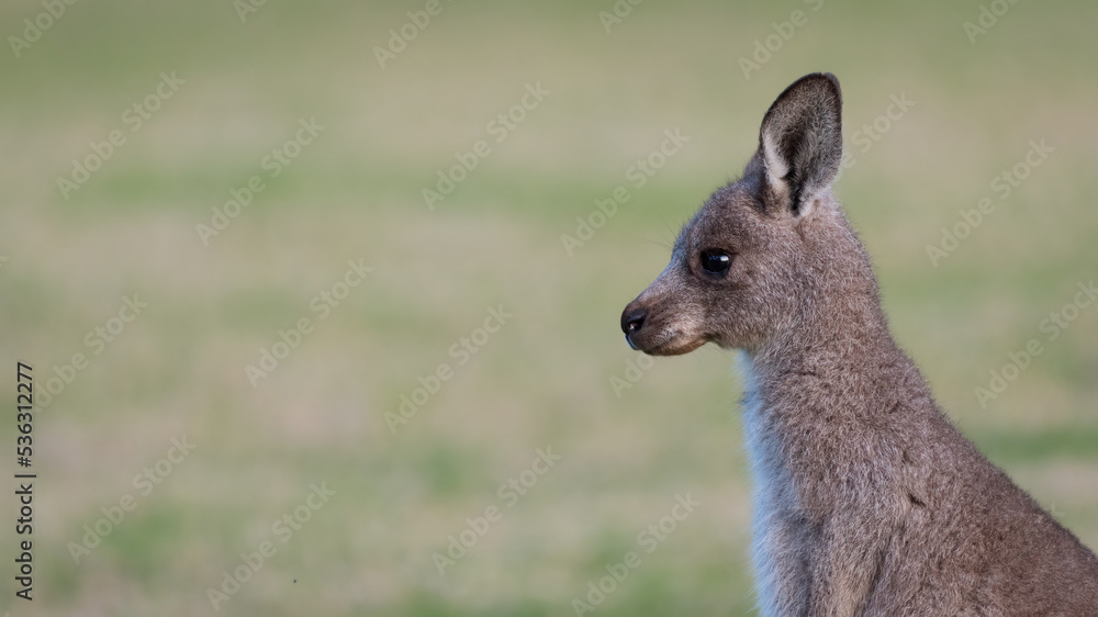 Young grey kangaroo portrait, profile view, Kangaroo Valley, NSW Young grey kangaroo portrait, profile view, Kangaroo Valley, NSW