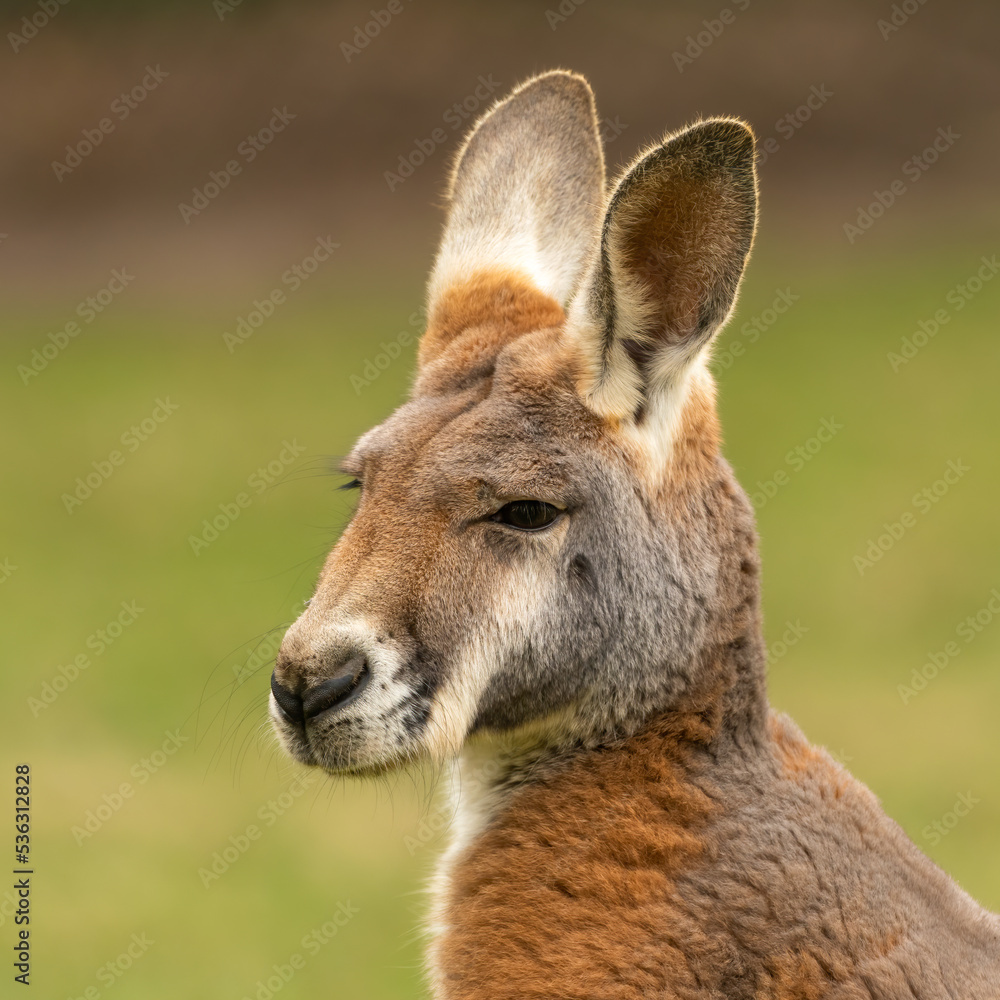 Red kangaroo (Osphranter rufus) head shot Red kangaroo (Osphranter rufus) head shot