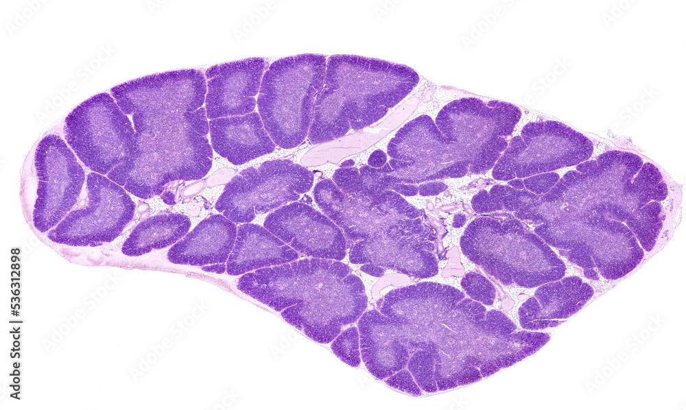 Fototapeta premium Human thymus
