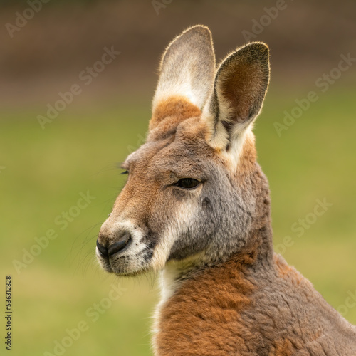 Red kangaroo (Osphranter rufus) head shot