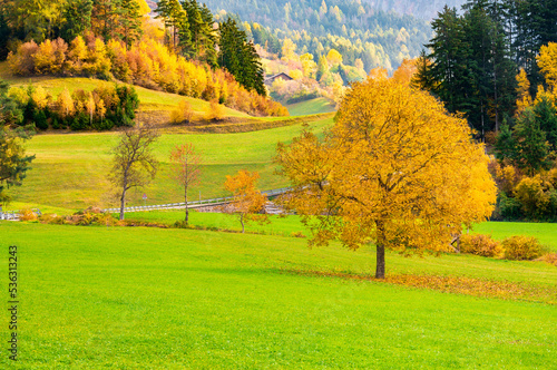 Autumn landscape with a yellowed tree in the foreground on a still bright green lawn and wooded hills in the background