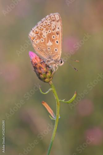 motyl.