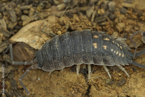 Closeup on an aggregation of grey Spanish woodlouse   Porcellio ornatus in Andalusia