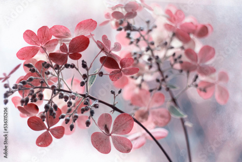 kwiaty-hortensji-bukietowej