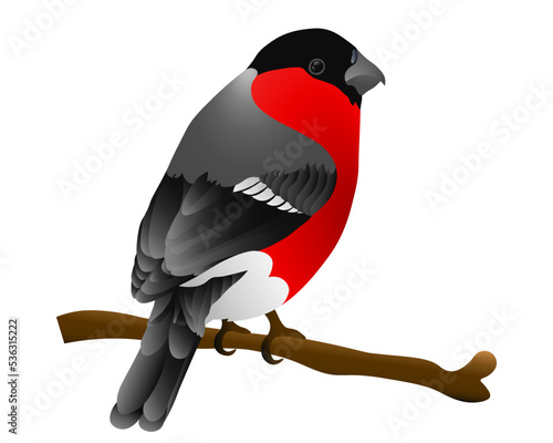A bullfinch sits on a branch. Bright winter bird. Bird with red abdomen