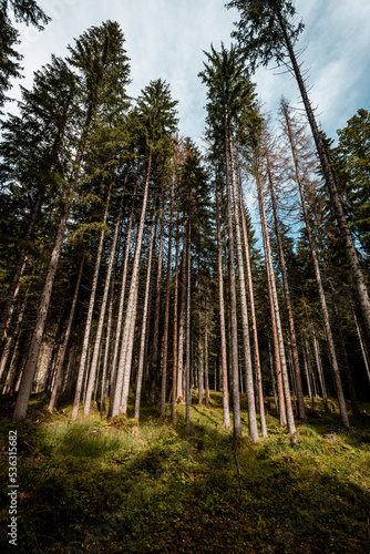 Close look into a dark pine...