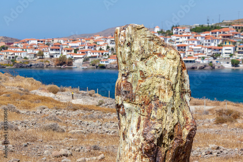 Petrified tree trunk at the Petrified Forest of Lesvos island, near Sigri village, Greece. The forest is part of the Global Geoparks Network and 1 of the first 100 World Geology Monuments.  photo