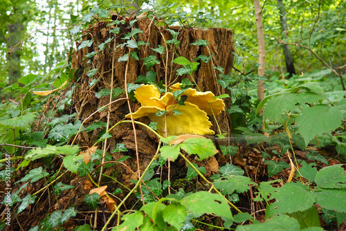 Chanterelle ordinary, or real chanterelle, or cockerel Cantharellus cibarius - a species of mushrooms of the chanterelle family. Edible orange mushroom. Mount Gucevo, Serbia, Koviljaca. photo