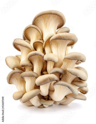 Oyster mushrooms isolated on a white background. Full clipping path. A beautiful bunch of mushrooms.