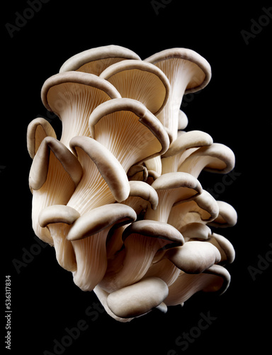 Oyster mushrooms isolated on a black background. Full clipping path. A beautiful bunch of mushrooms.