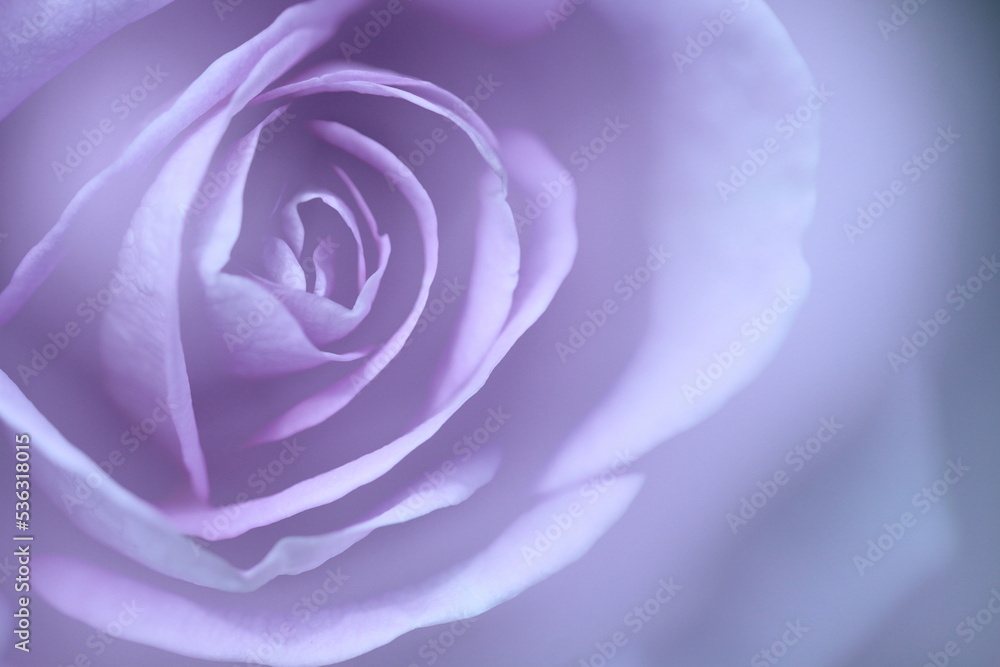 花の女王 花の女王