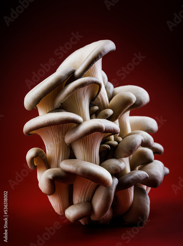 Oyster mushrooms on a dark red background. Very beautiful mushrooms.