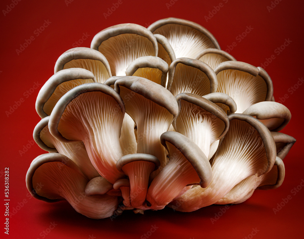 Oyster mushrooms on a dark red background. Very beautiful mushrooms. Oyster mushrooms on a dark red background. Very beautiful mushrooms.