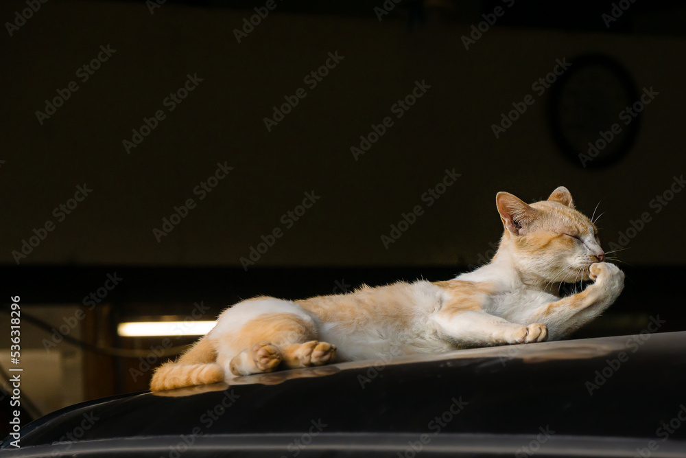 Orange cat on car roof,dark factory background 