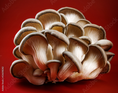 Oyster mushrooms on a dark red background. Very beautiful mushrooms.