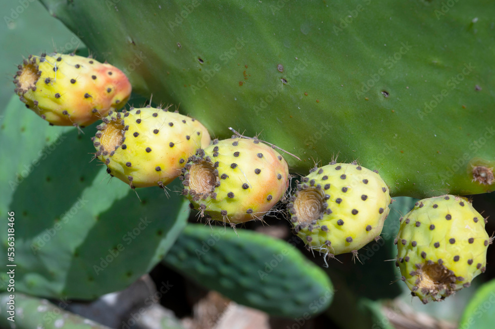 prickly pear fruits in the wild prickly pear fruits in the wild