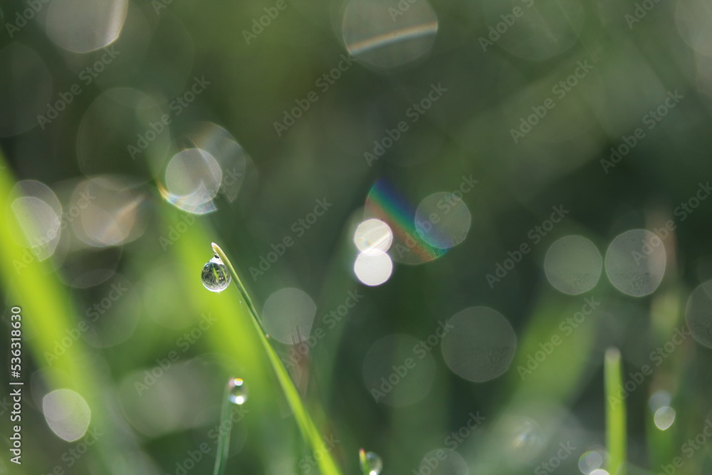 Obraz premium Wassertropfen