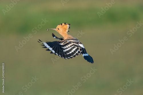 Eurasian hoopoe (Upupa epops)