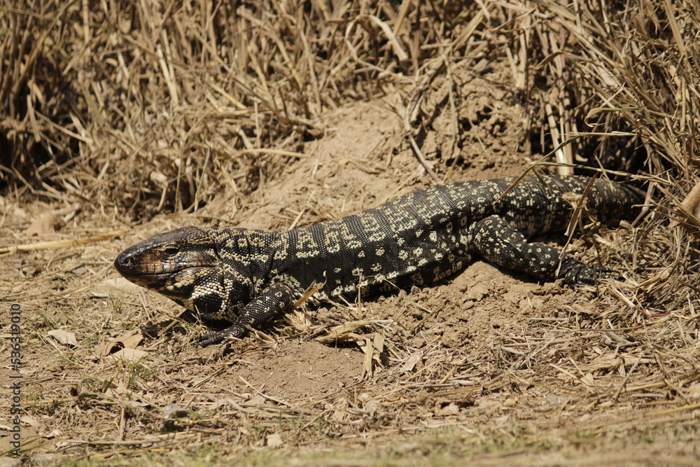 Lagarto overo asoleandose Lagarto overo asoleandose