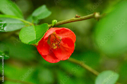 Closeup of flowering of Japanese quince or Chaenomeles japonica tree red flowers on a branch on a blurry background, spring and summer background