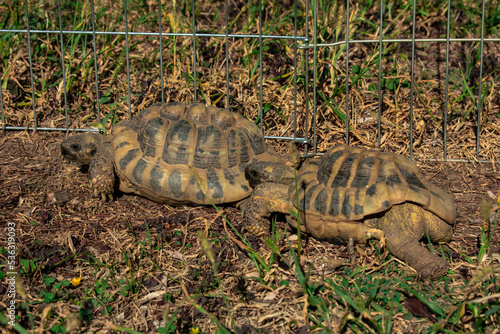 Two turtles in a field photo