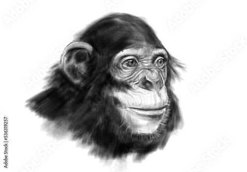 Szympans portret, ilustracja, szkic, rysunek, sztuka cyfrowa (ID: 536319257)