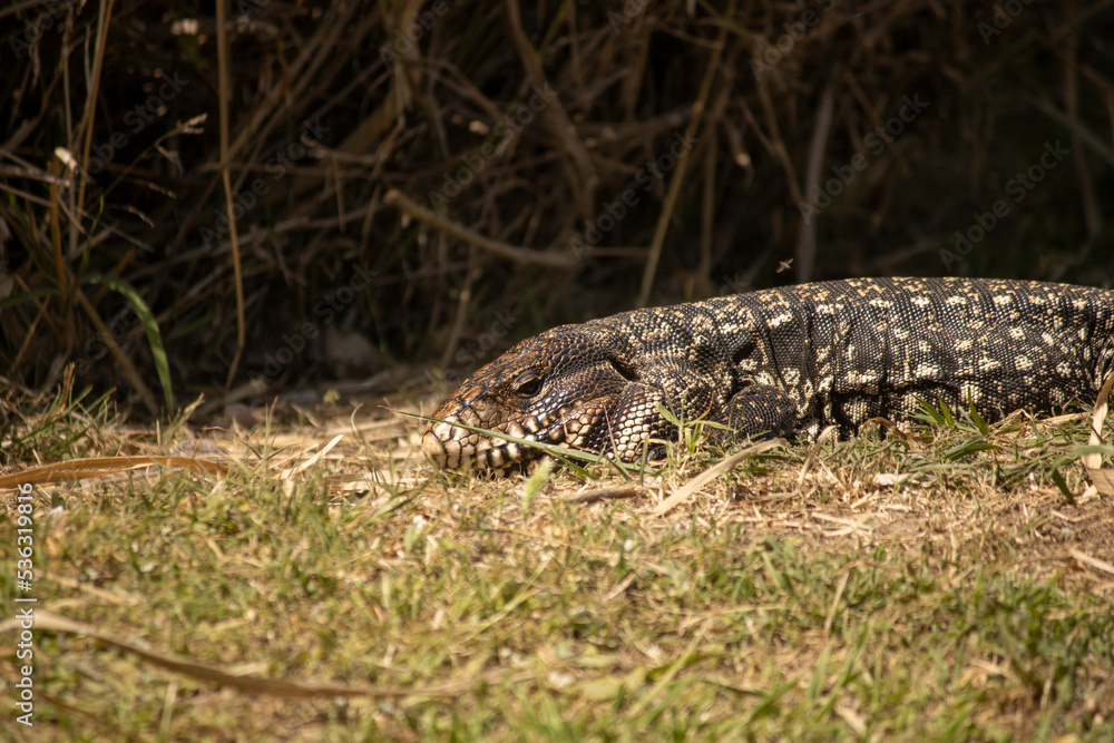 Lagarto overo asoleandose Lagarto overo asoleandose