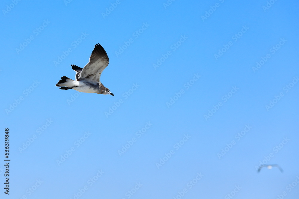 Obraz premium Seagull flying over the sea